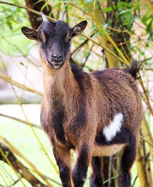 Photo d'une chèvre marron
