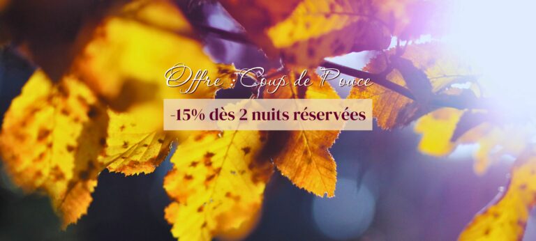 Feuilles d'arbre dans la lumière