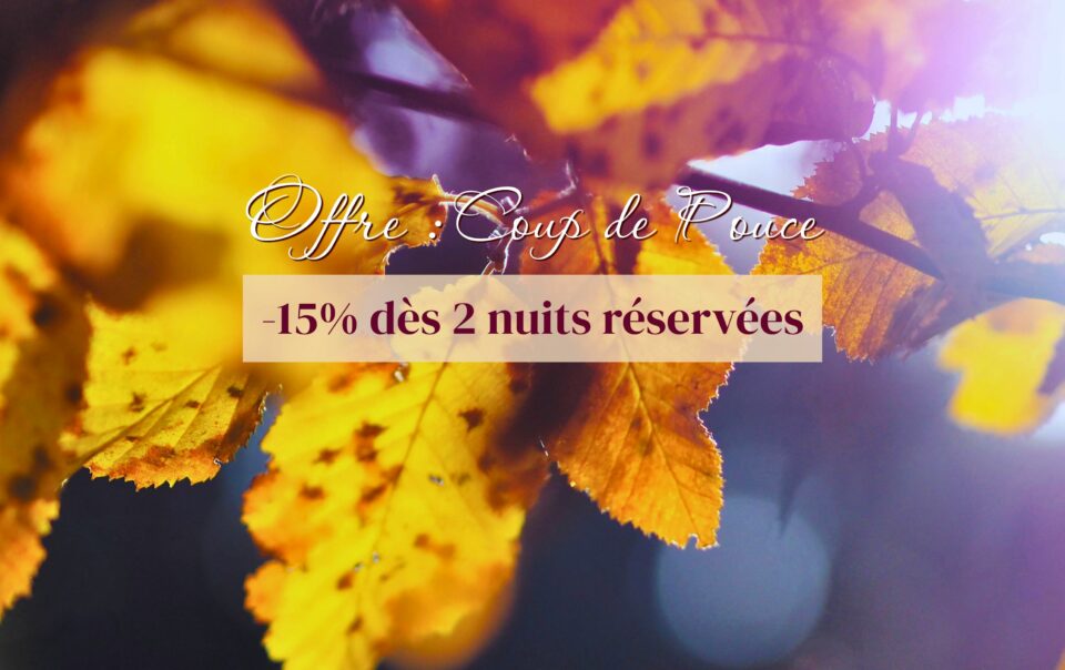 Feuilles d'arbre dans la lumière